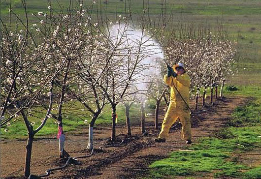 Уход за яблонями весной борьба с вредителями