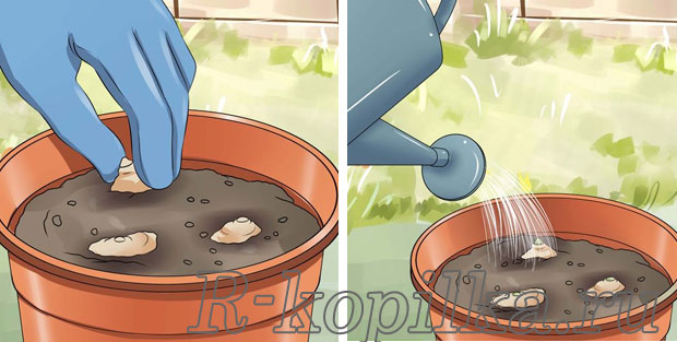 Как посадить имбирь