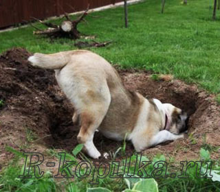 Как отучить собаку рыть ямы во дворе