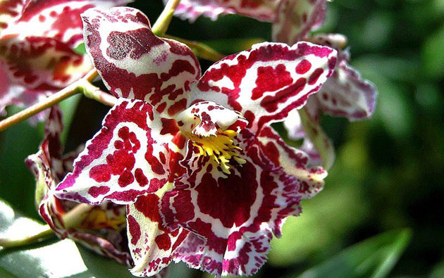 Как ухаживать за орхидеей в домашних условиях после покупки