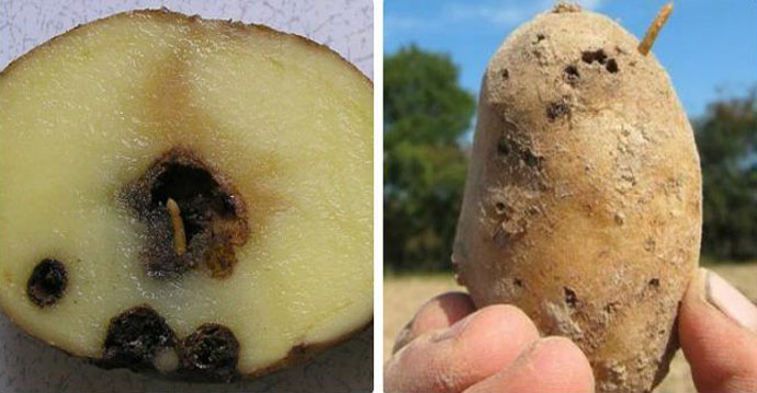 проволочник в картошке как избавиться