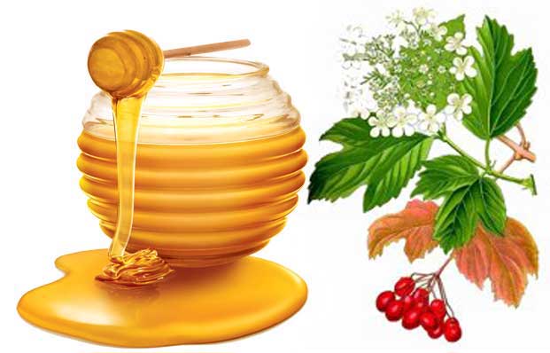 польза калины с медом