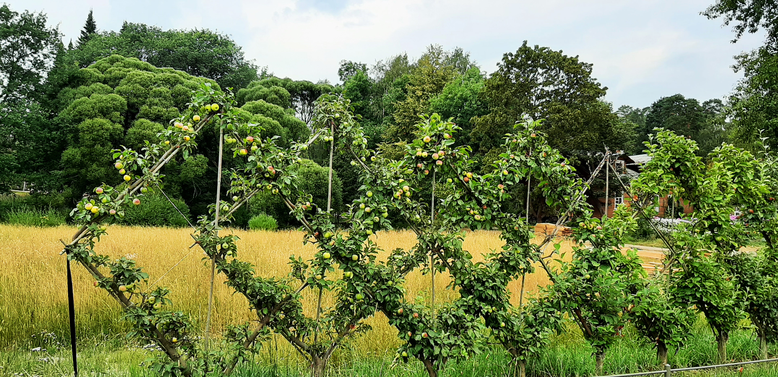 Яблоневый сад Монрепо