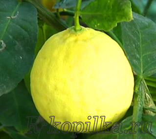 Как сохранить лимоны