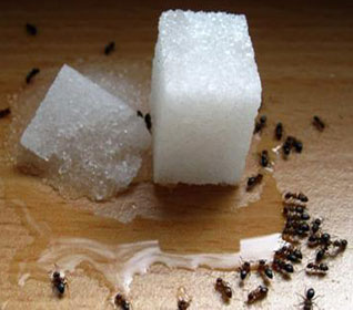 Народные средства от муравьев в доме или как избавиться от домашних муравьев навсегда
