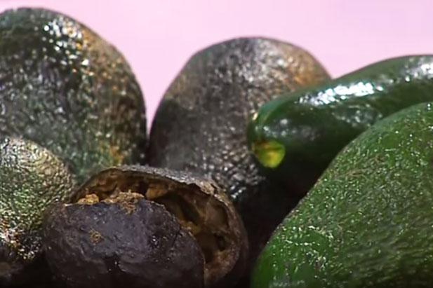 как хранить авокадо чтобы оно дозрело
