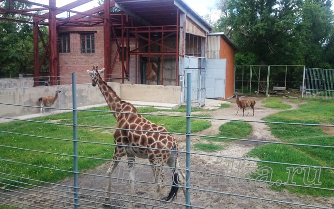 Какие животные есть в ростовском зоопарке фото